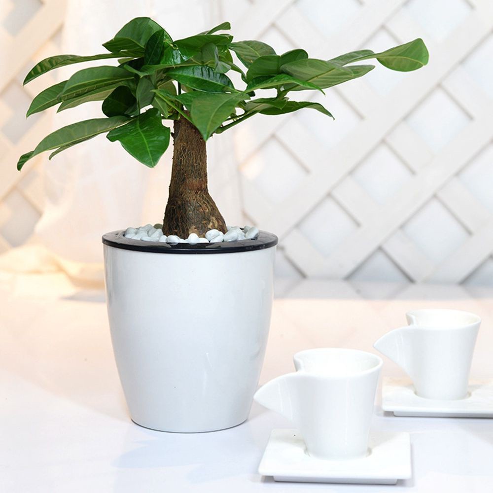 Epoch Chậu Nhựa Trồng Cây Tự Tưới Nước Hình Tròn Để Bàn Trang Trí Nhà Cửa / Văn Phòng