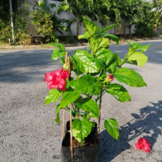 BÔNG BỤP THÁI KÉP (hoa kép, hàng đẹp)
