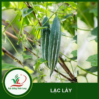 Hạt giống Lặc lày RD 248 - 5 hạt