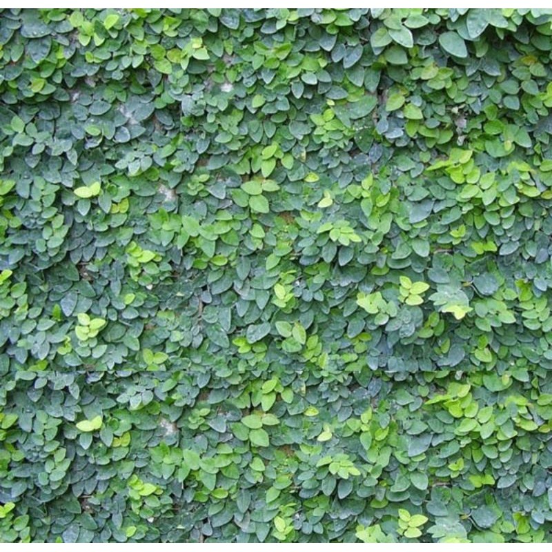 Combo 3 Bầu Cây Vảy Ốc Bám Tường