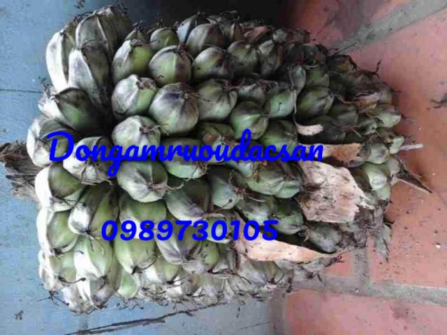 Chuối hột rừng cô đơn 1kg món quà từ rừng Kon Tum