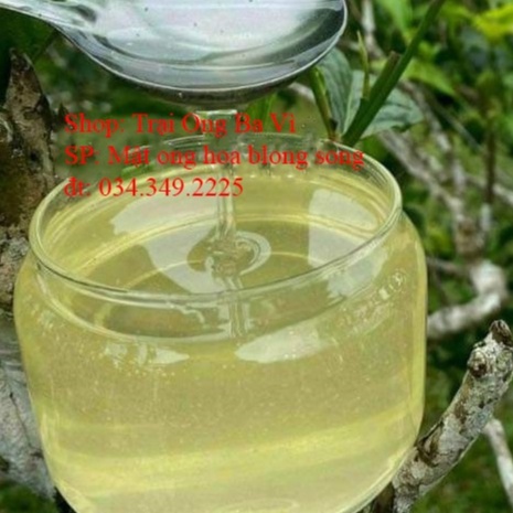 Mật Ong Hoa Blong Song Hoa Ngũ Gia Bì Mật Màu Vàng Ngà Thơm Sánh Đặc Sản Mù Cang Chải Yên Bái
