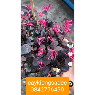 Caykiengsadec- Hồng phụng+ tặng phân bón cho cây mau lớn-hoa kiểng lá - trang trí nội thất