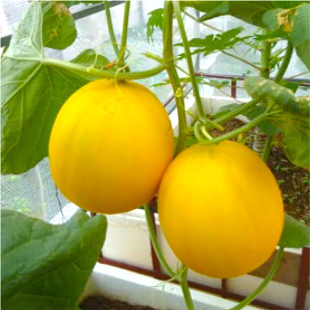 Hạt Giống Dưa Lê - Dưa Lê Thái Lan Siêu Trái - gói 2gr/50-60hạt