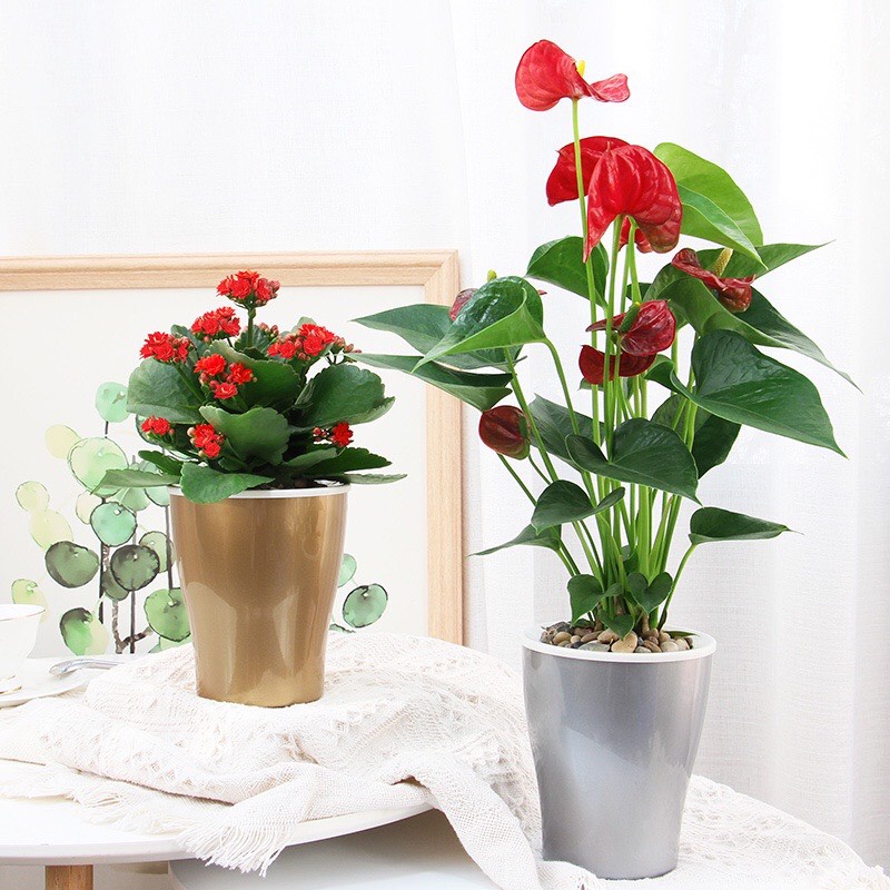 Chậu trồng cây để bàn thông minh cỡ nhỏ Oliz Có chức năng tự tưới nước cho cây