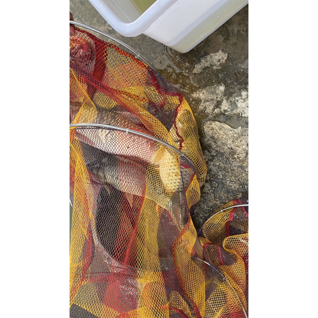 Mồi Câu Cá - Tinh Dầu Tôm Nam Cực - Nhập Khẩu Đài Loan