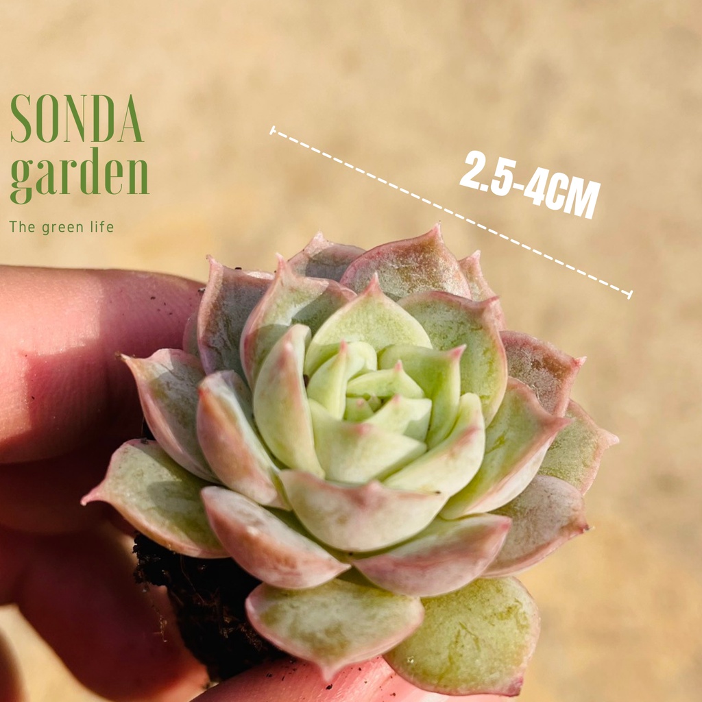 Sen đá ngọc bích SONDA GARDEN size mini 2.5-4cm, xuất xứ Đà Lạt, khoẻ đẹp, lỗi 1 đổi 1