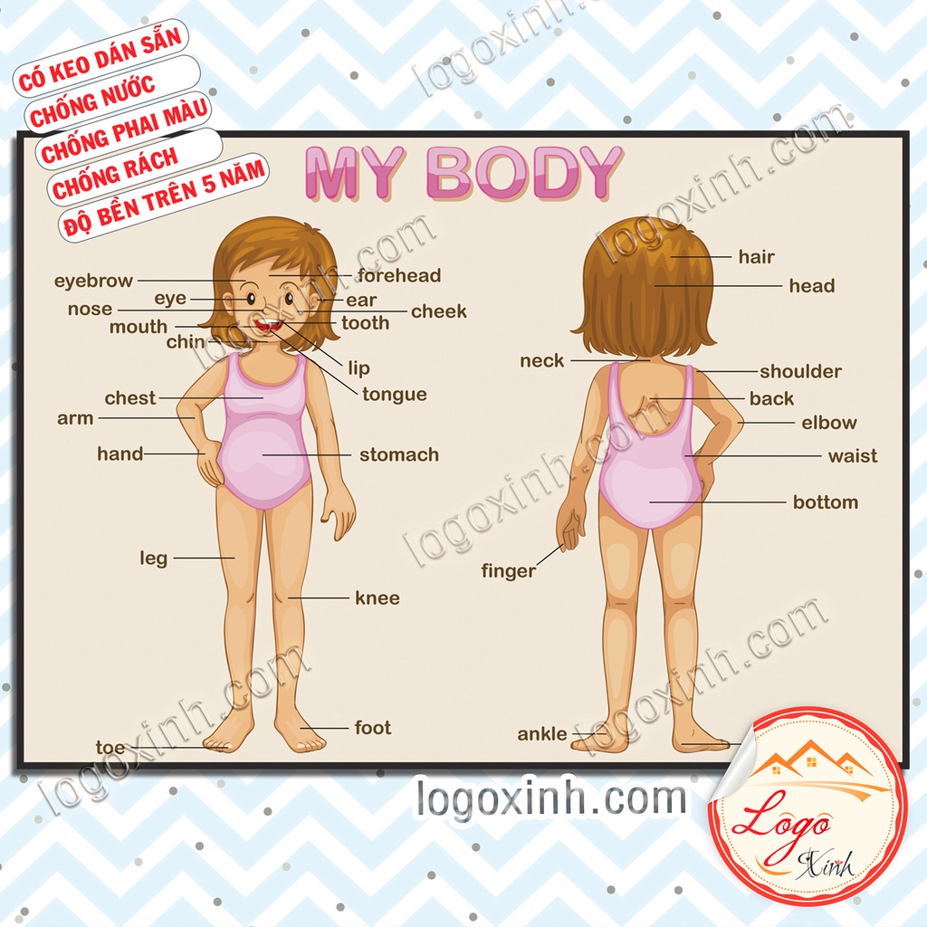 Tranh Decal Dán Tường Bảng Tiếng Anh Các Bộ Phận Trên Cơ Thể Người - My body parts - Bé Làm Quen Với Tiếng Anh