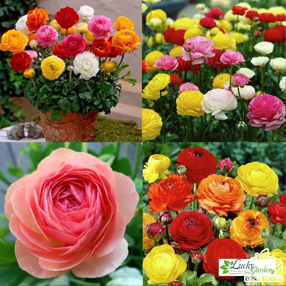 20 Hạt giống Hoa hồng Ri ba tư  XTRA TẶNG KÈM PHÂN VÀ KÍCH MẦM