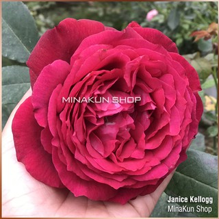 Hoa hồng ngoại Janice Kellogg siêu thơm bông to - MinaKun Shop