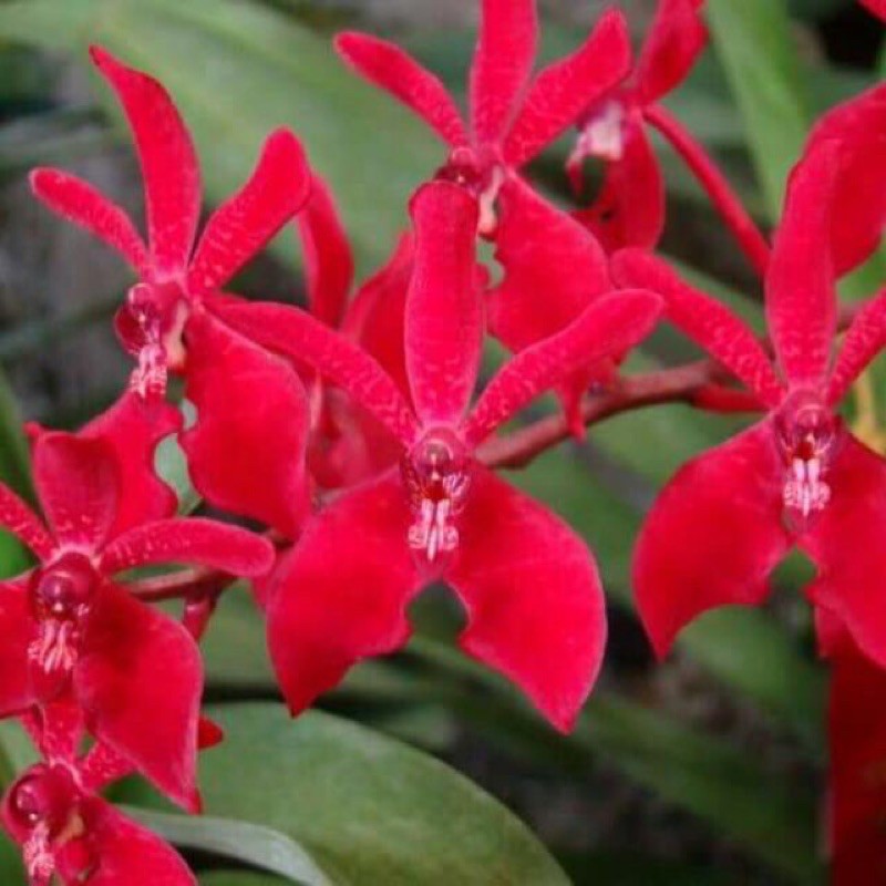 Hoa lan renred