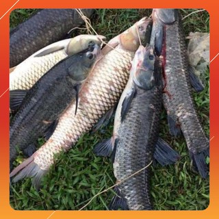 Cần câu cá ❤️FREE SHIP❤️ Tinh dâu dụ cá , mồi câu cá chép, cá trắm MT-1  <Giảm giá mạnh>