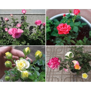 Combo 3 cây hoa hồng tỉ muội(được chọn màu)