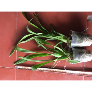 Lan vũ nữ cây giống