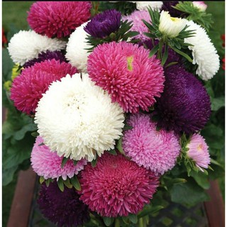 20H - HẠT GIỐNG HOA CÚC CÔNG CHÚA MIX