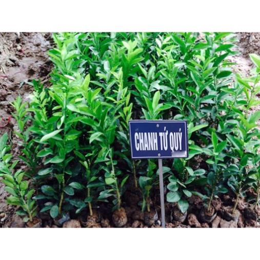 Cây Giống Chanh Tứ Qúy (Bốn Mùa) Cao 60-80cm .