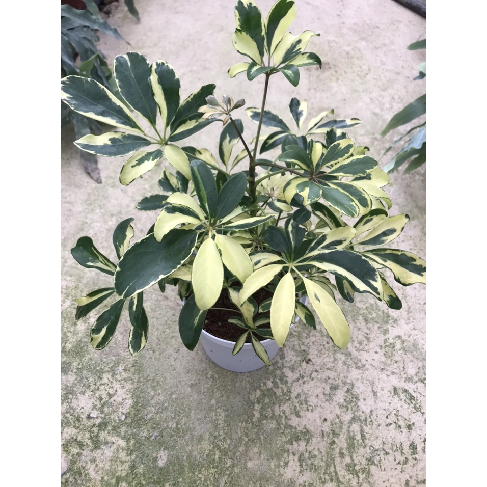 Cây ngũ gia bì var