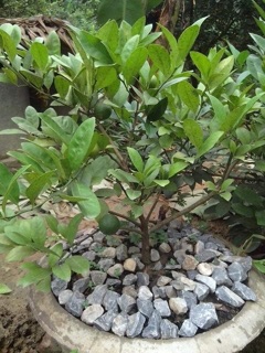 cây chanh tứ quý