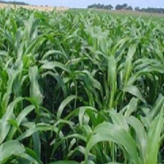 HẠT GIỐNG CỎ VOI 1KG