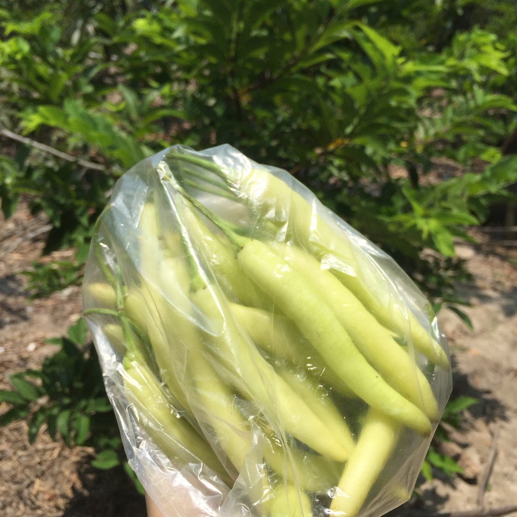 Ớt xanh Huế cay bùng vị - gói 500g - Kho cá ăn kèm rất ngon