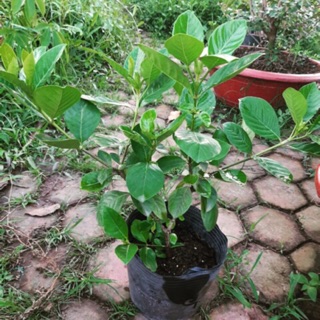 Cây bạch thiên hương (size nhỏ)