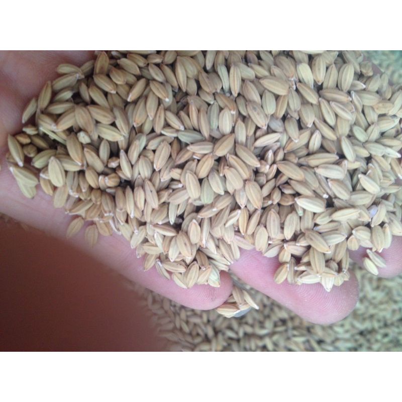 Lúa Tiêu Ruột Đỏ 1Kg - Cho Cu Gáy - Gà Đá - Chim Kiểng