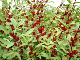  Hạt giống Astiso đỏ ( Bụt giấm) 18 hạt