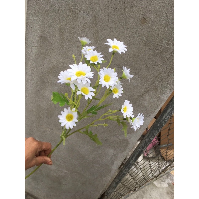 Cúc họa mi ngắn