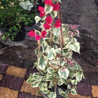 Bông giấy leo cẩm thach