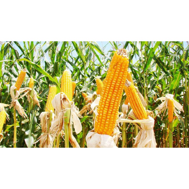 ngô hạt sấy khô ( bắp sấy khô) bắp ngô làm thức ăn cho gà, vịt, cá