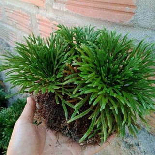 cây trường sinh thảo