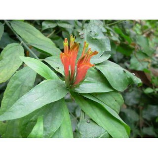 1kg Cây xương khỉ