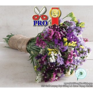 100h Hạt Giống Hoa Salem Mix Cắt Cành TG90 (TLB1| -KD: B36*X59*M199)