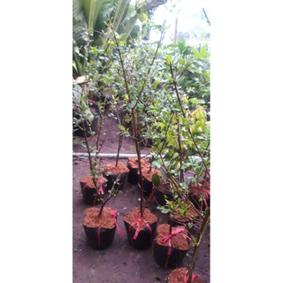 cây lựu ấn độ cây lớn chiết nhánh