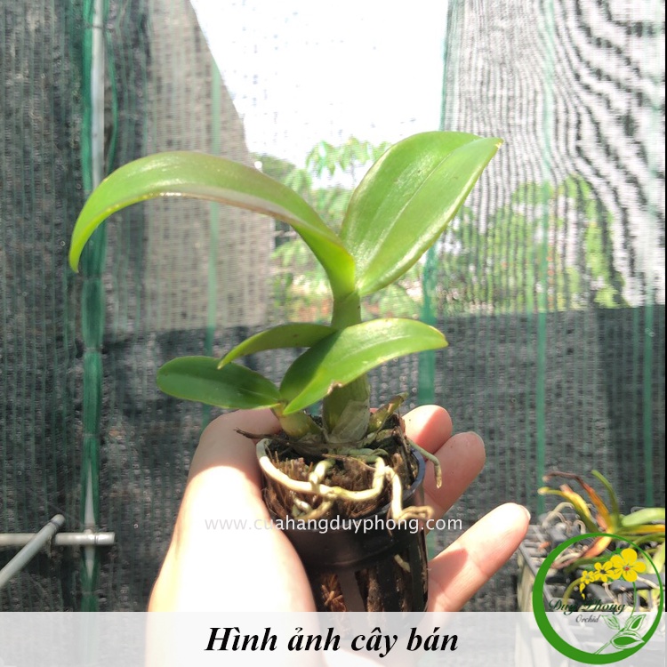DENDRO RỒNG TÍM | Cây giống