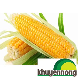 Hạt giống bắp mỹ ( ngô ngọt )30 hạt