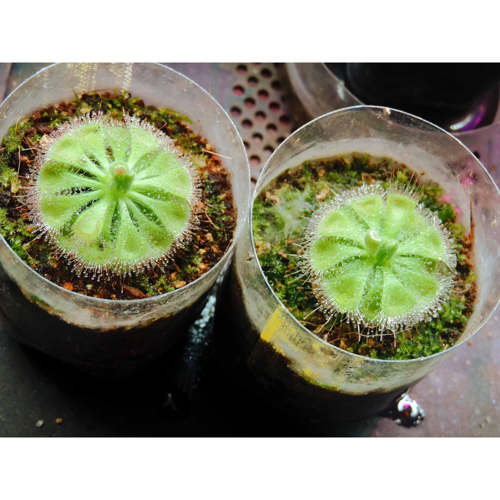 Drosera burmannii Vahl, cây bắt mồi, cây trưởng thành, đường kính từ 4.5 đến 5.5 cm