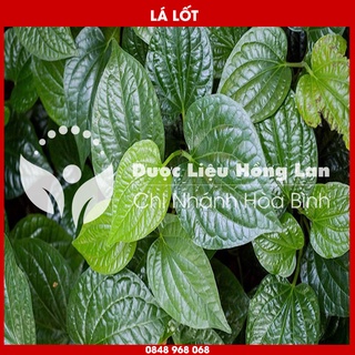 Lá Lốt khô sạch loại 1 - Hàng Chính Hãng