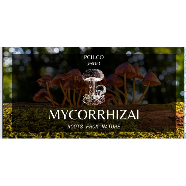 Nấm rễ cộng sinh Mycorrhiza pheconam tăng diện tích bề mặt rễ và tốc độ phát triển rễ, bảo vệ bộ rễ cây cà chua.