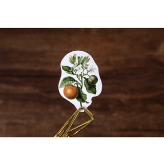 HỘP STICKER FRUIT FLAVOR