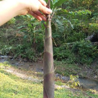 hạt giống măng nứa 50g