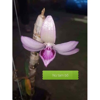 hoa lan giả hạc nù tam bố 3
