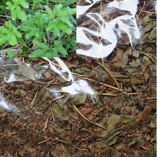 Cây Bòng Bong 1KG -TM155