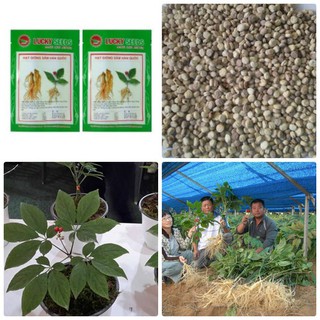 Hạt giống nhân sâm hàn quốc 5 hạt - tặng kèm 3 viên nén kích thích hạt nảy mầm - HG1