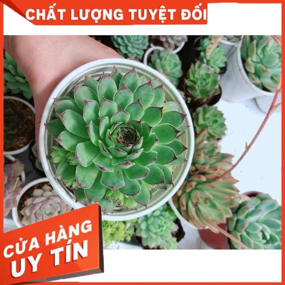 Sen đá phật bà kèm chậu sứ trắng Nhiều Người Mua