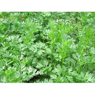 Hạt giống rau mùi tía (20G)