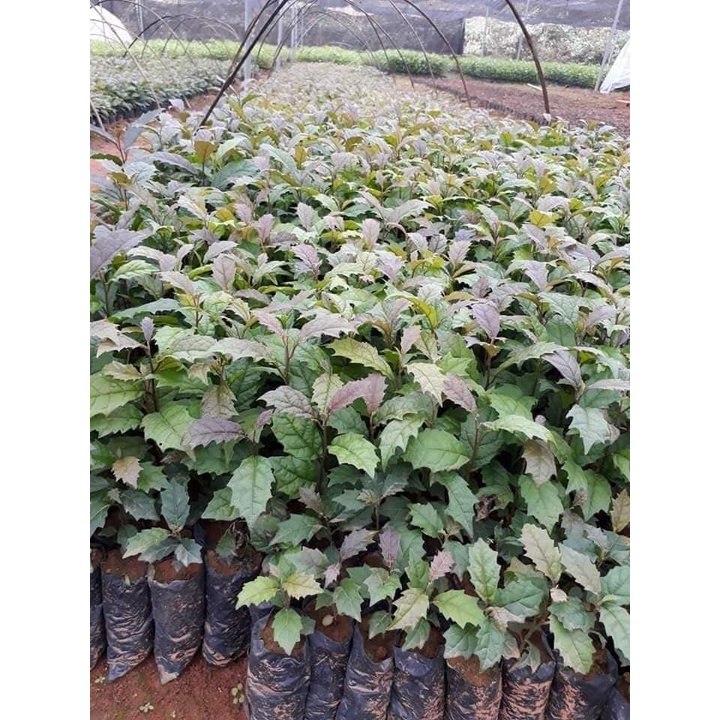 Combo 5 cây xạ đen chính hiệu Hoà Bình