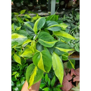 Cây Philodendron hederaceum