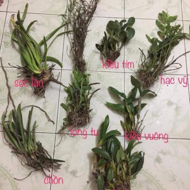 Com bo 8 loại Lan rừng giá rẻ