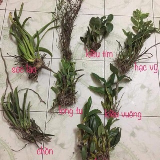 Com bo 8 loại Lan rừng giá rẻ